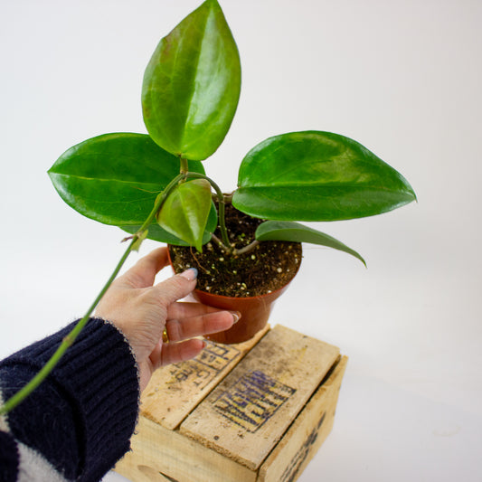 Hoya Surigaoensis EG 00897 12cm H15cm
