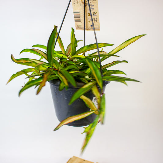 Hoya wayetii Tricolor 14cm H35cm