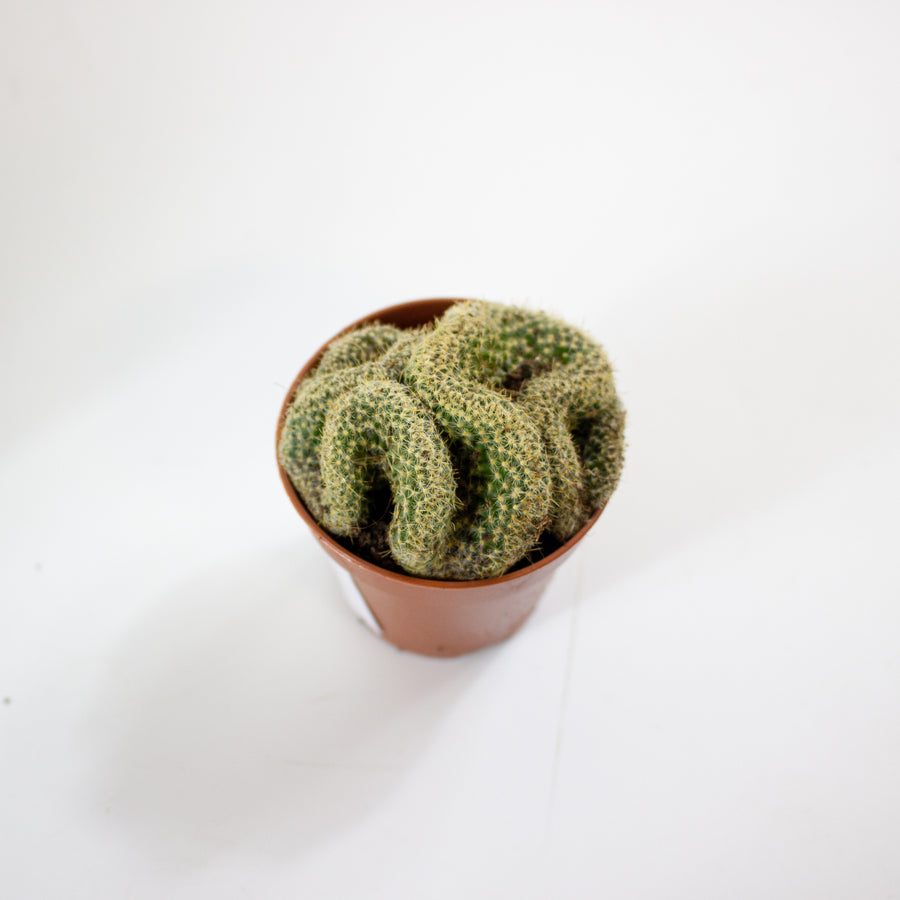 Lobivia densispina