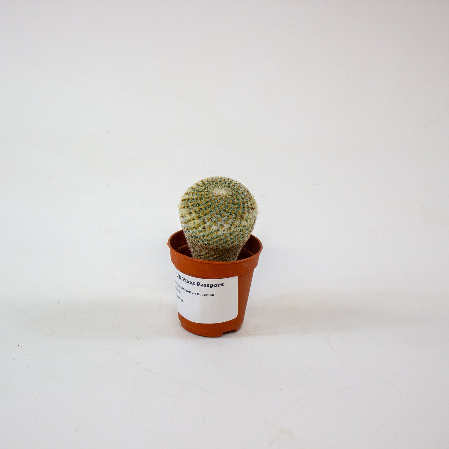 Mammillaria Microthele Superfina 5.5cm H15cm
