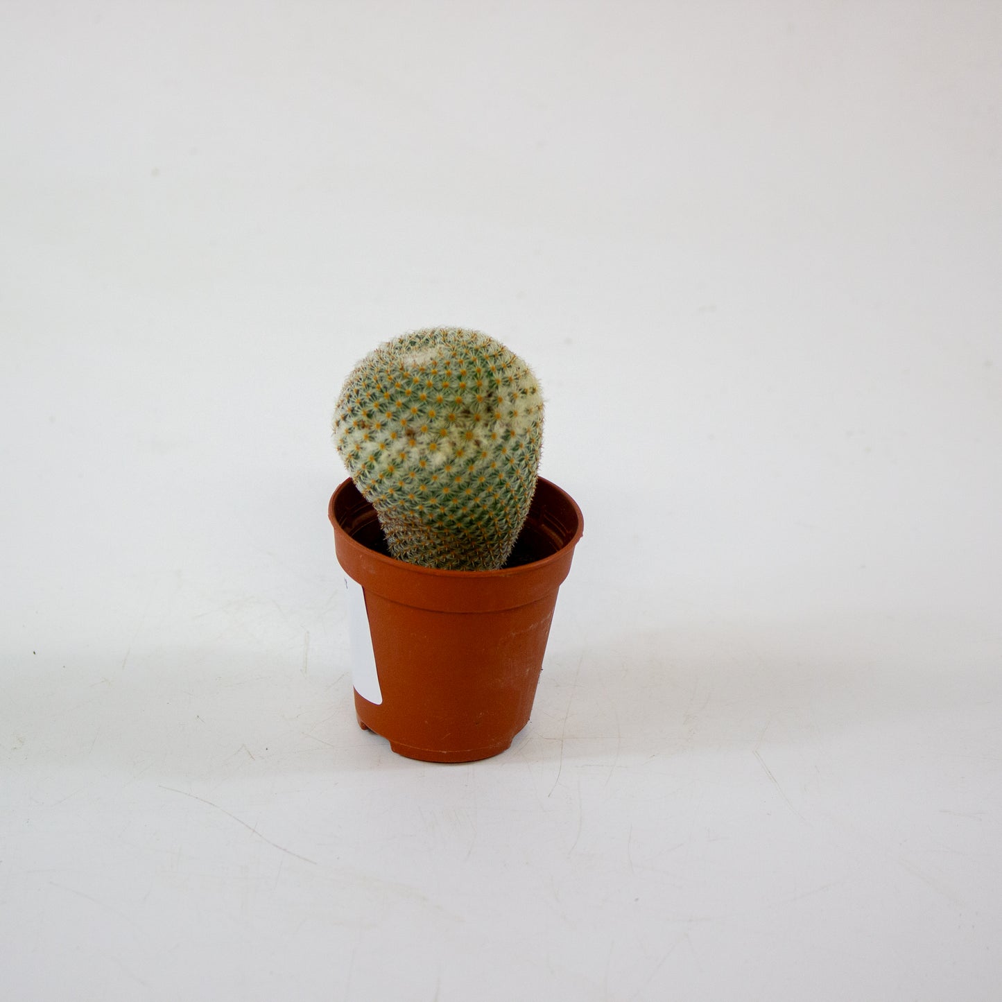 Mammillaria Microthele Superfina 5.5cm H15cm