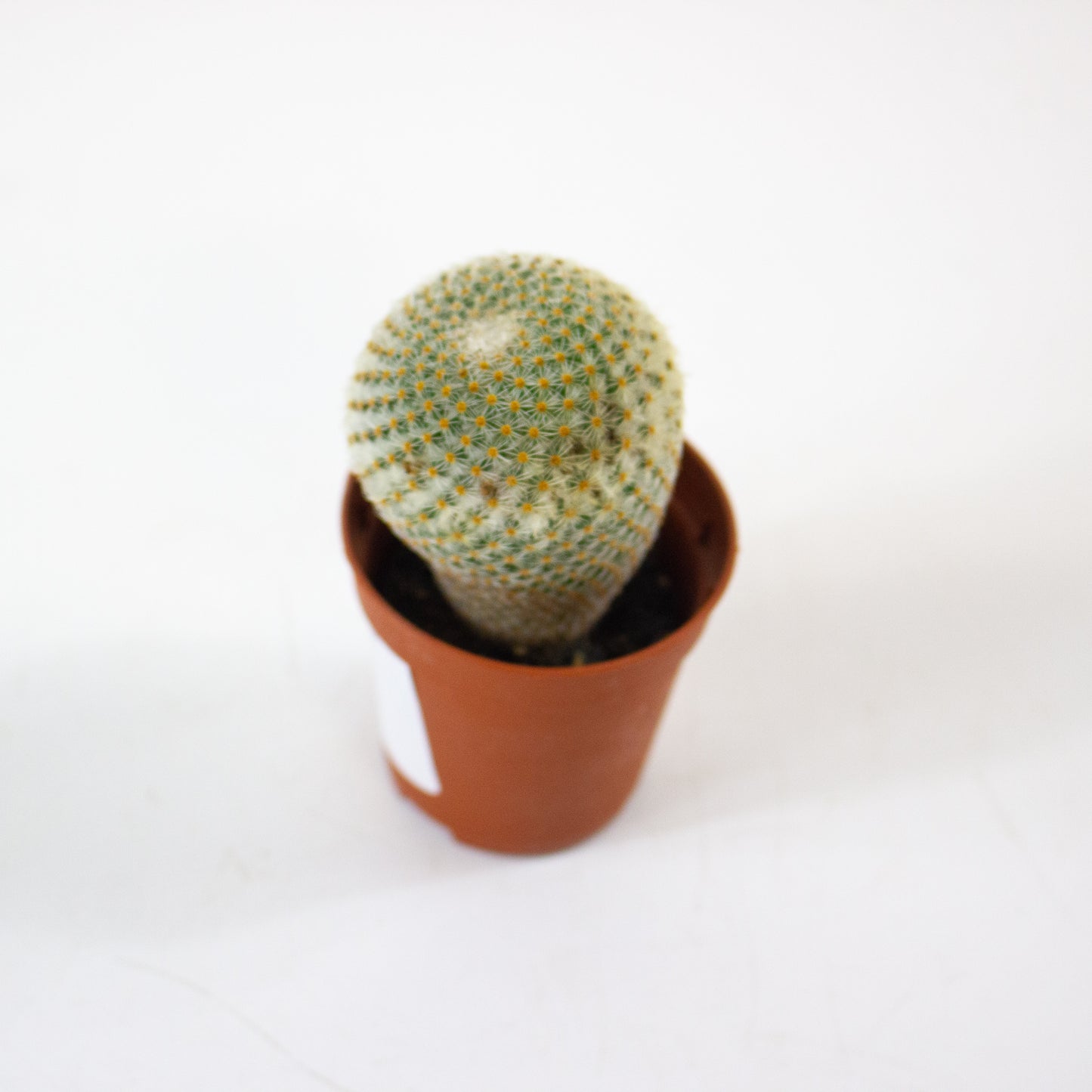 Mammillaria Microthele Superfina 5.5cm H15cm