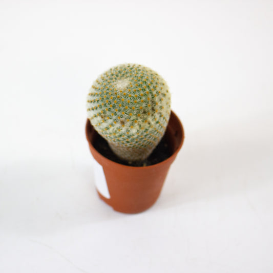 Mammillaria Microthele Superfina 5.5cm H15cm