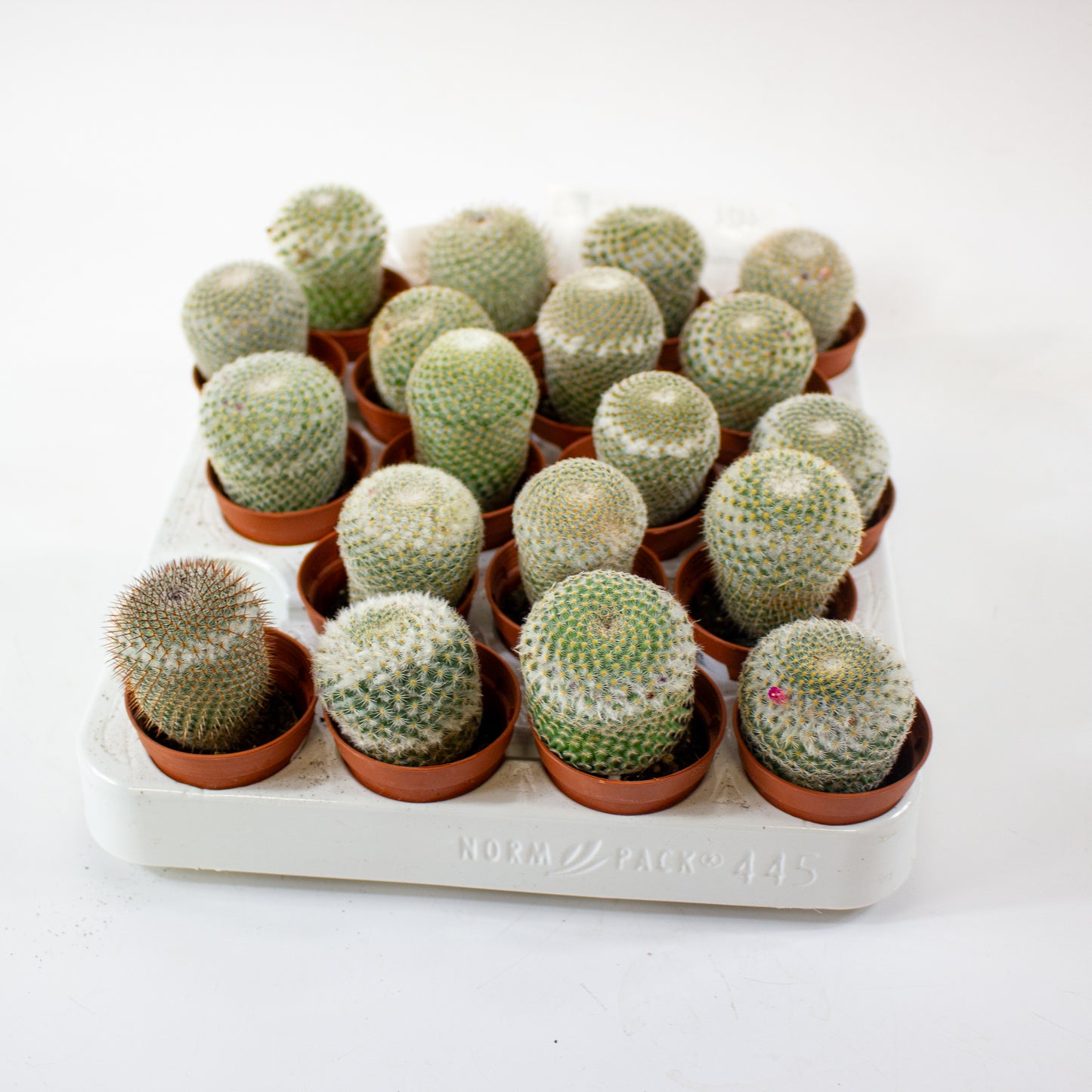 Mammillaria Microthele Superfina 5.5cm H15cm