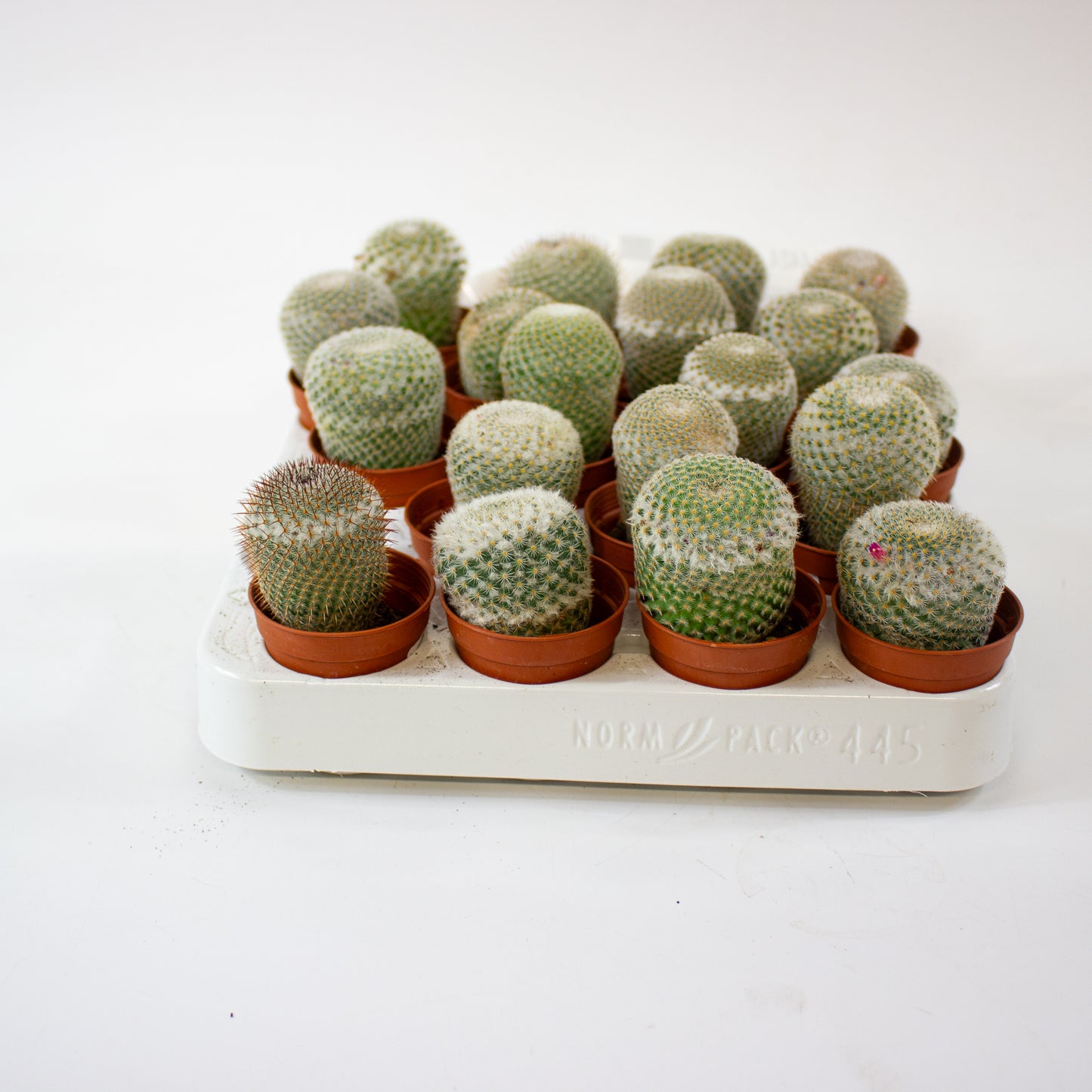 Mammillaria Microthele Superfina 5.5cm H15cm