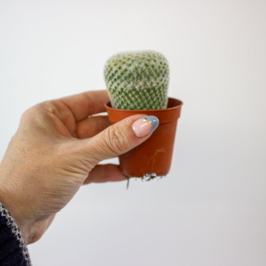 Mammillaria microthele 'Superfina'
