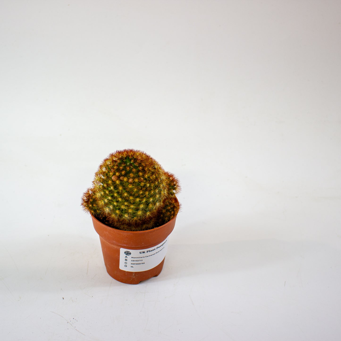 Mammillaria Carmenae Rubrispinus 8.5cm H20cm