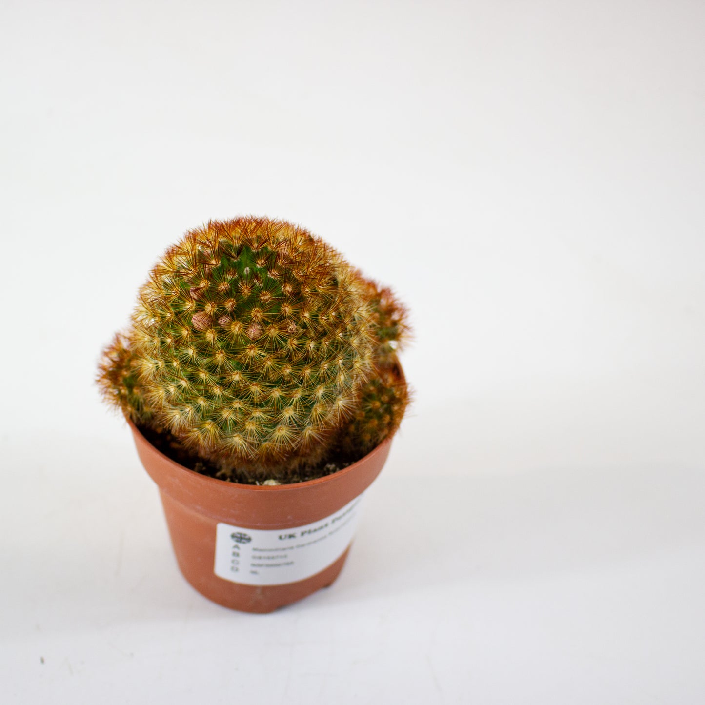 Mammillaria Carmenae Rubrispinus 8.5cm H20cm
