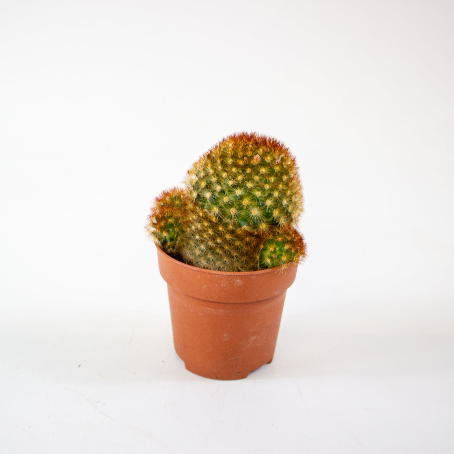 Mammillaria Carmenae Rubrispinus 8.5cm H20cm