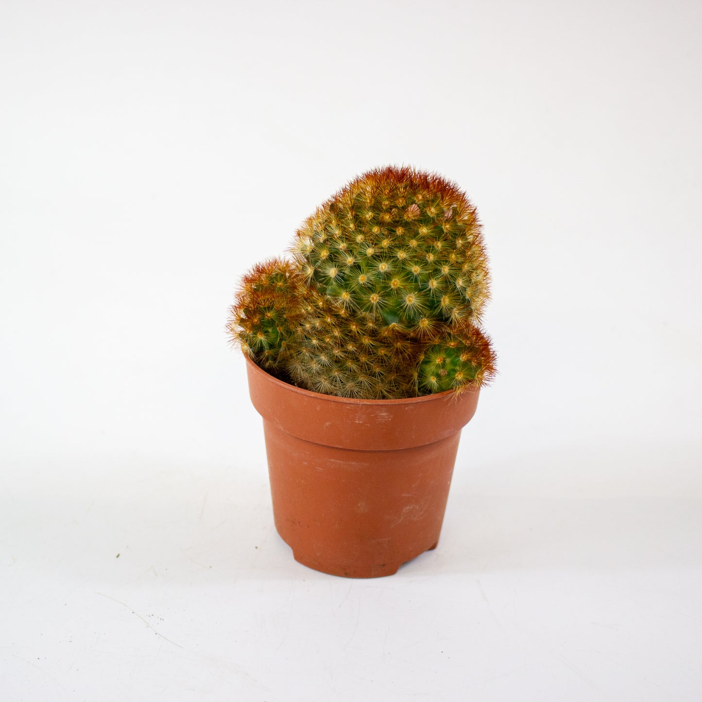 Mammillaria Carmenae Rubrispinus 8.5cm H20cm