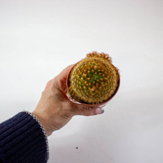 Mammillaria Carmenae Rubrispinus 8.5cm H20cm