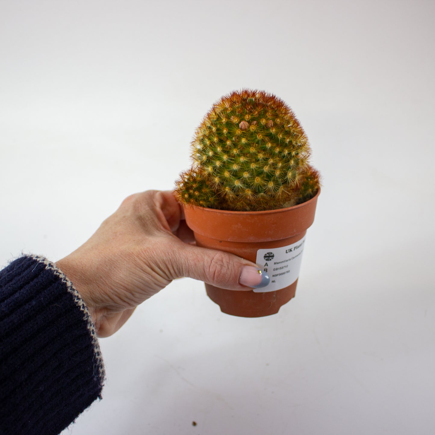 Mammillaria Carmenae Rubrispinus 8.5cm H20cm