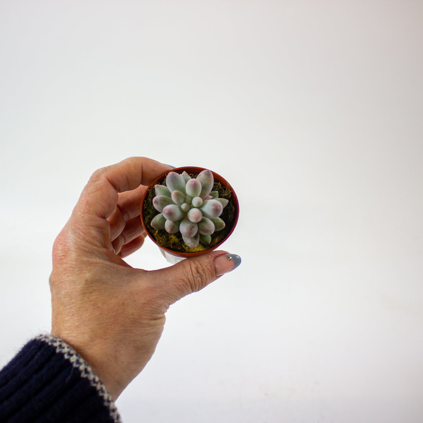 Pachyphytum machucae 5.5cm H10cm
