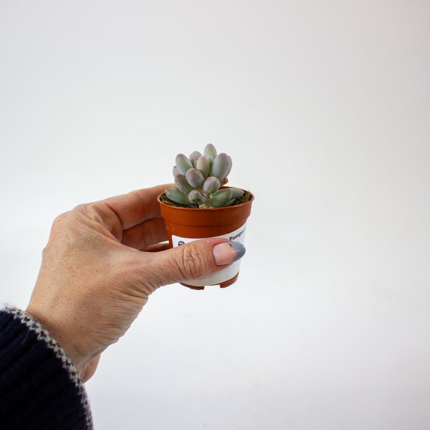Pachyphytum machucae 5.5cm H10cm