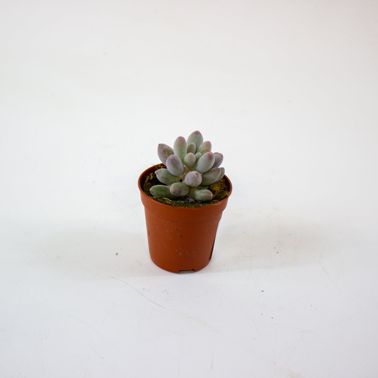 Pachyphytum machucae 5.5cm H10cm