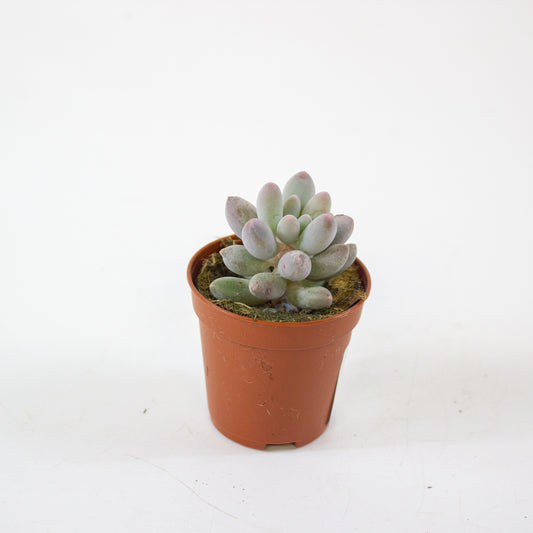 Pachyphytum machucae 5.5cm H10cm