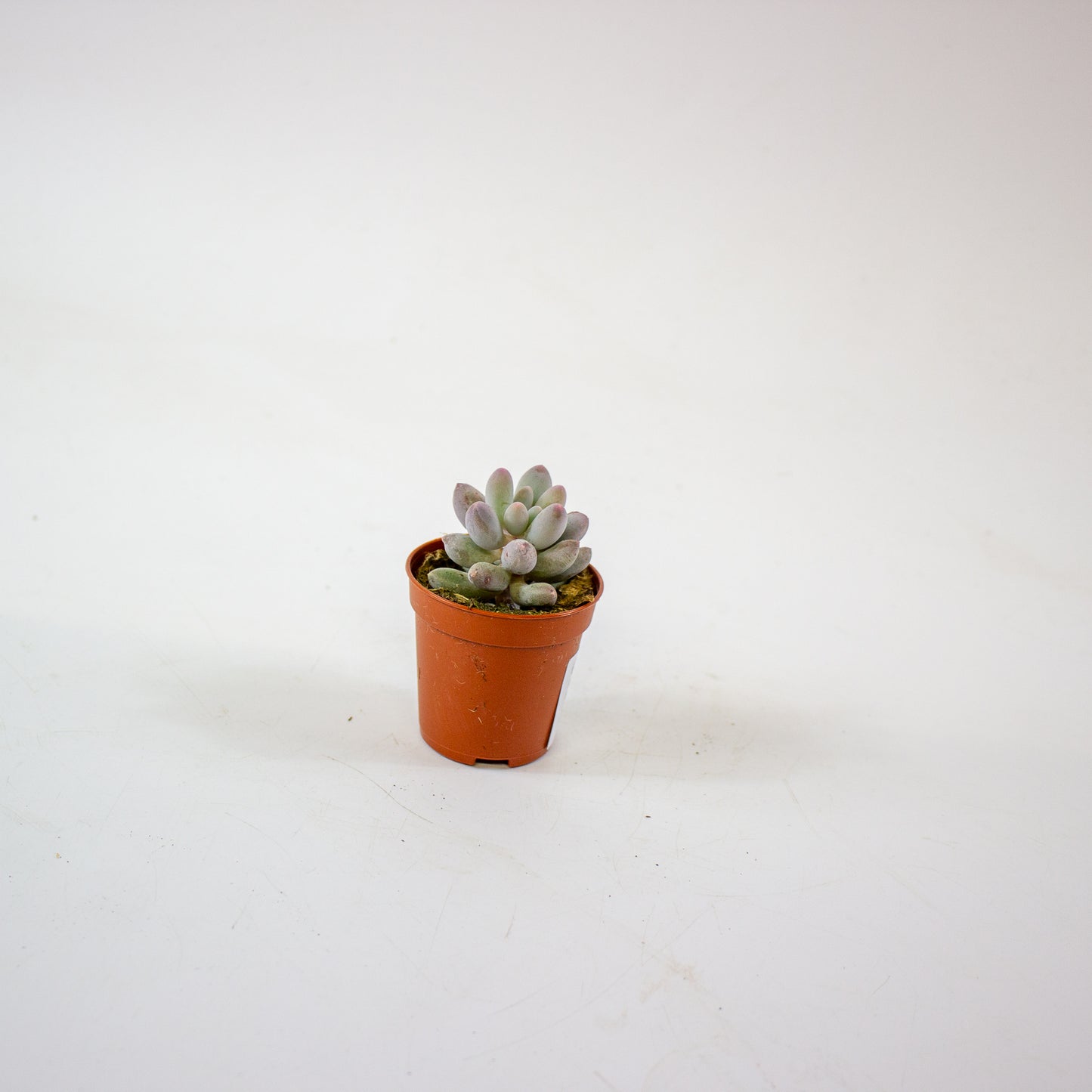 Pachyphytum machucae 5.5cm H10cm