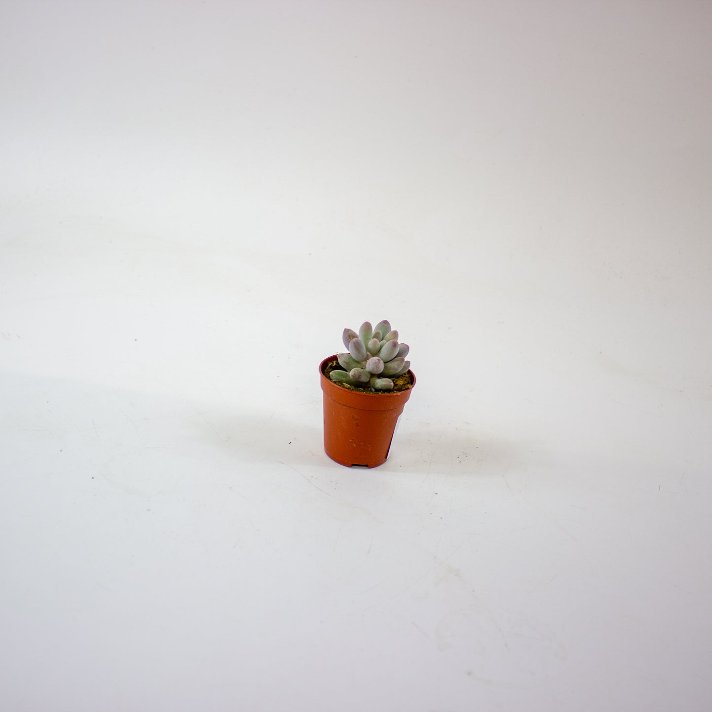 Pachyphytum machucae 5.5cm H10cm