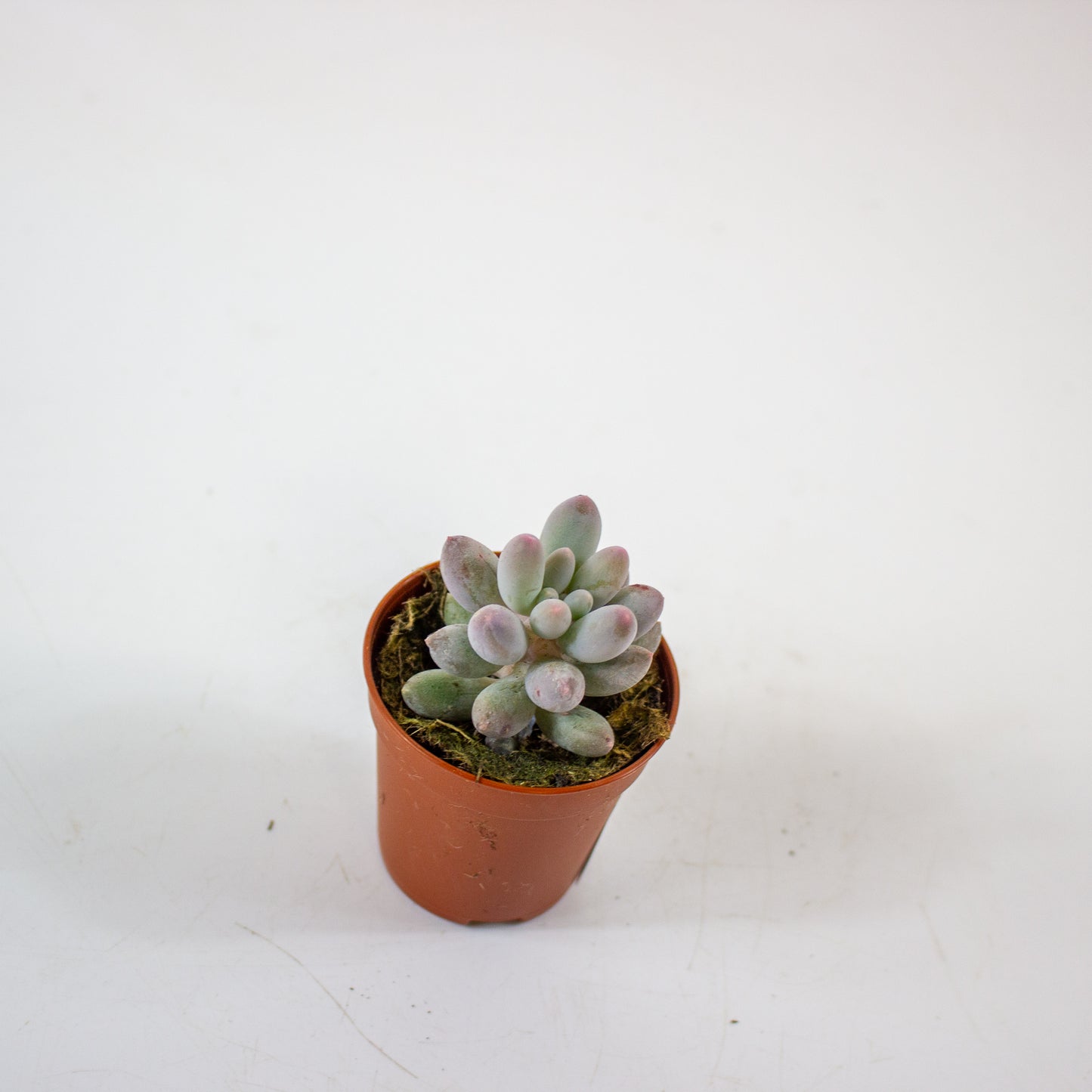 Pachyphytum machucae 5.5cm H10cm