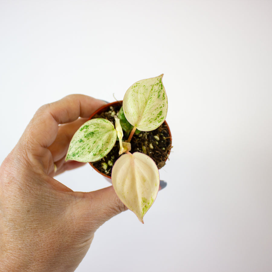 Philodendron hederaceum 'Micans Marble Variegata'