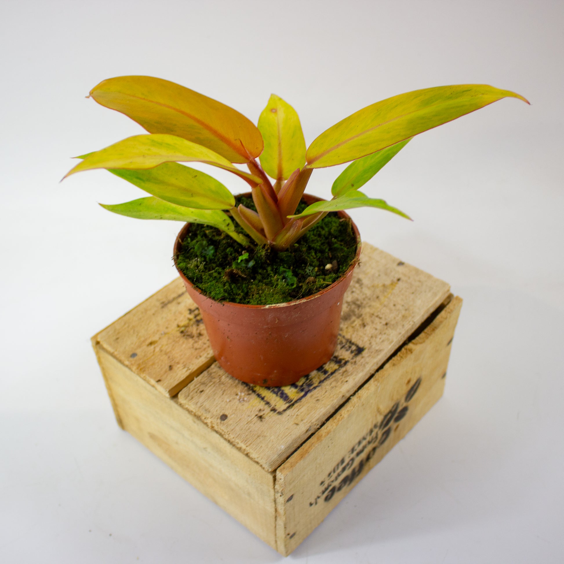 Philodendron 'Orange Marmalade' 2