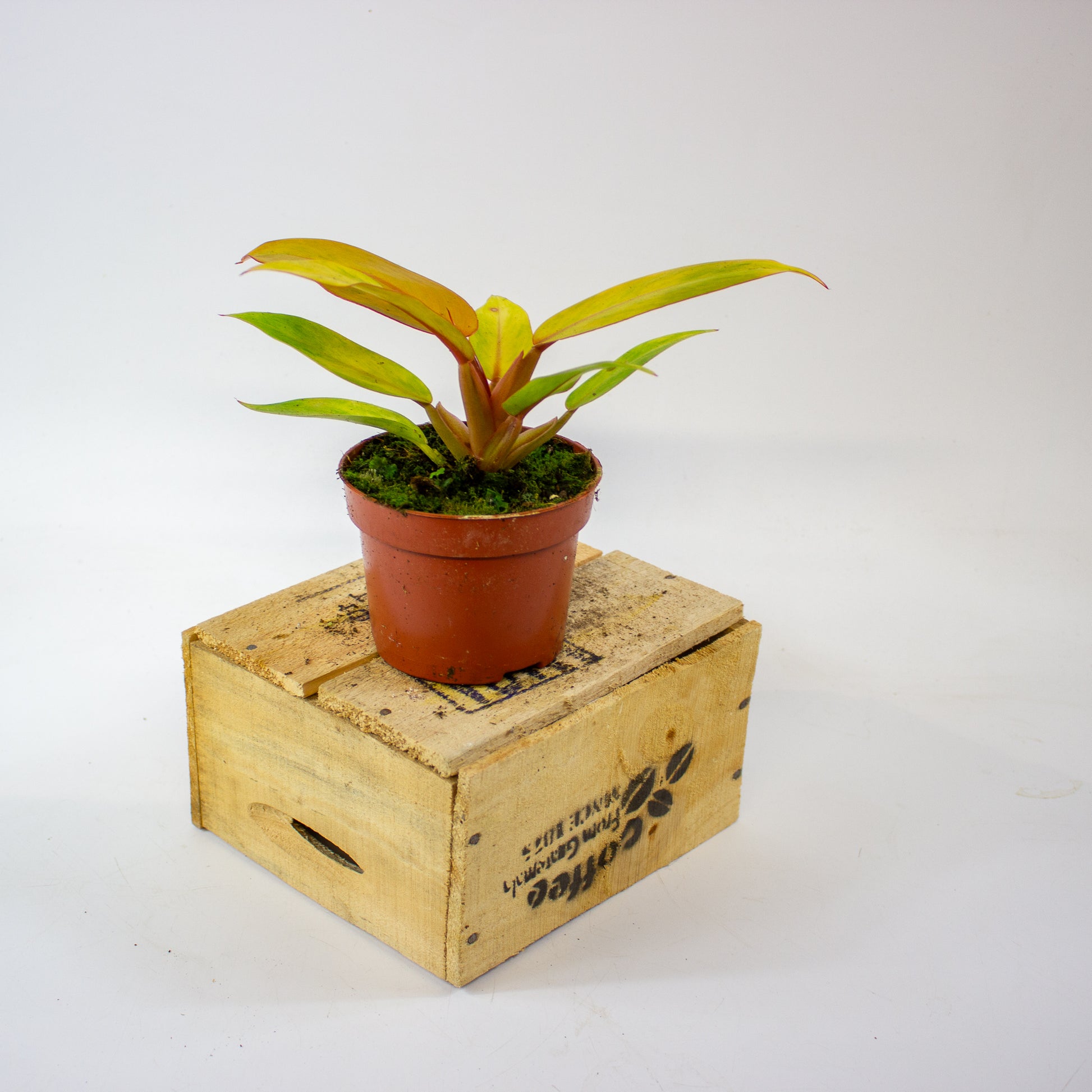 Philodendron 'Orange Marmalade' 3