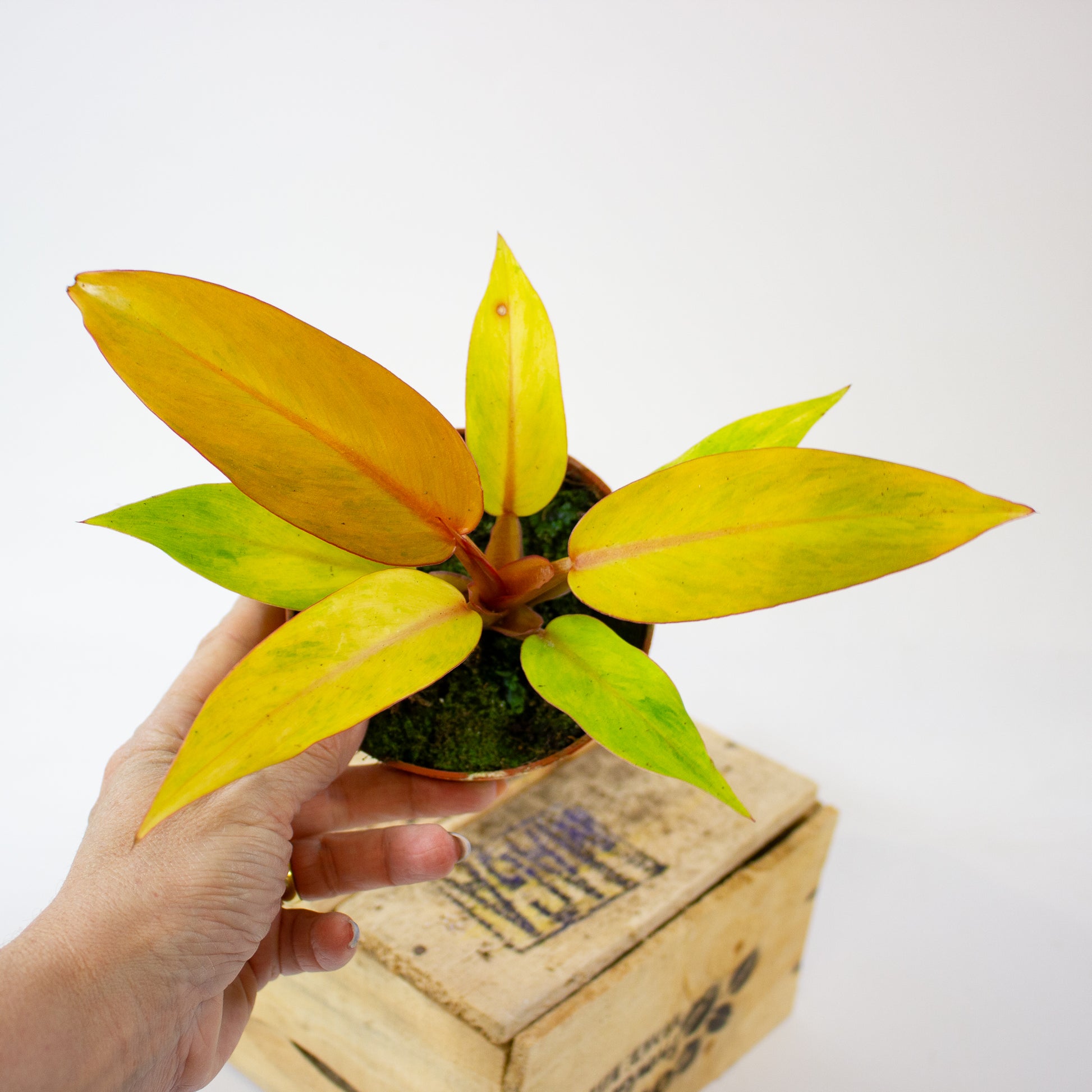 Philodendron 'Orange Marmalade' 4