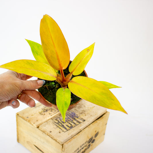 Philodendron 'Orange Marmalade' 1