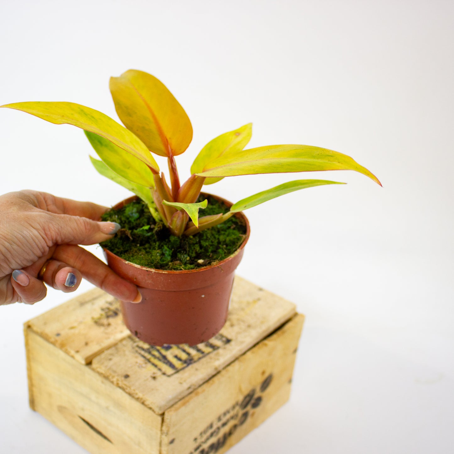 Philodendron 'Orange Marmalade' 5