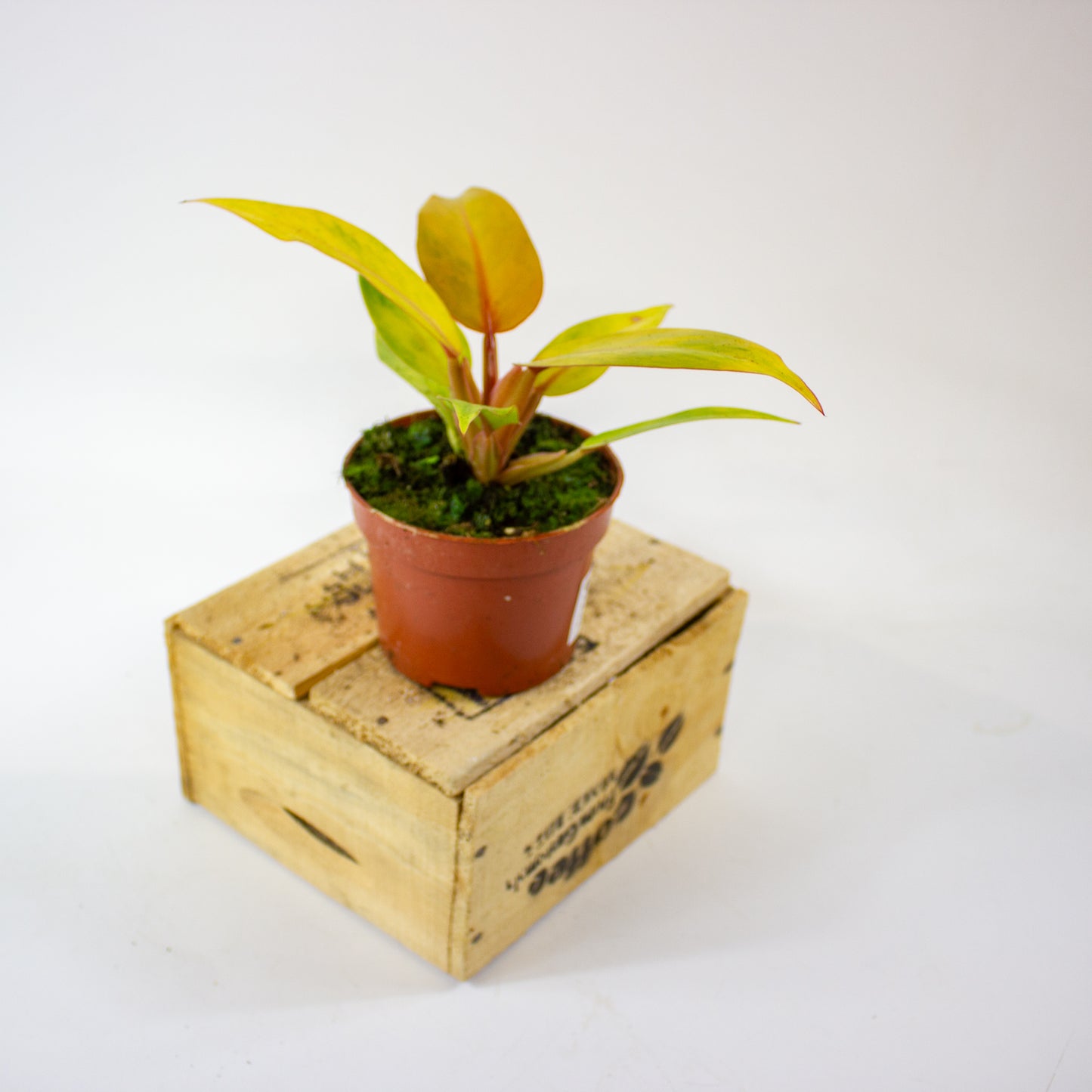Philodendron 'Orange Marmalade' 6