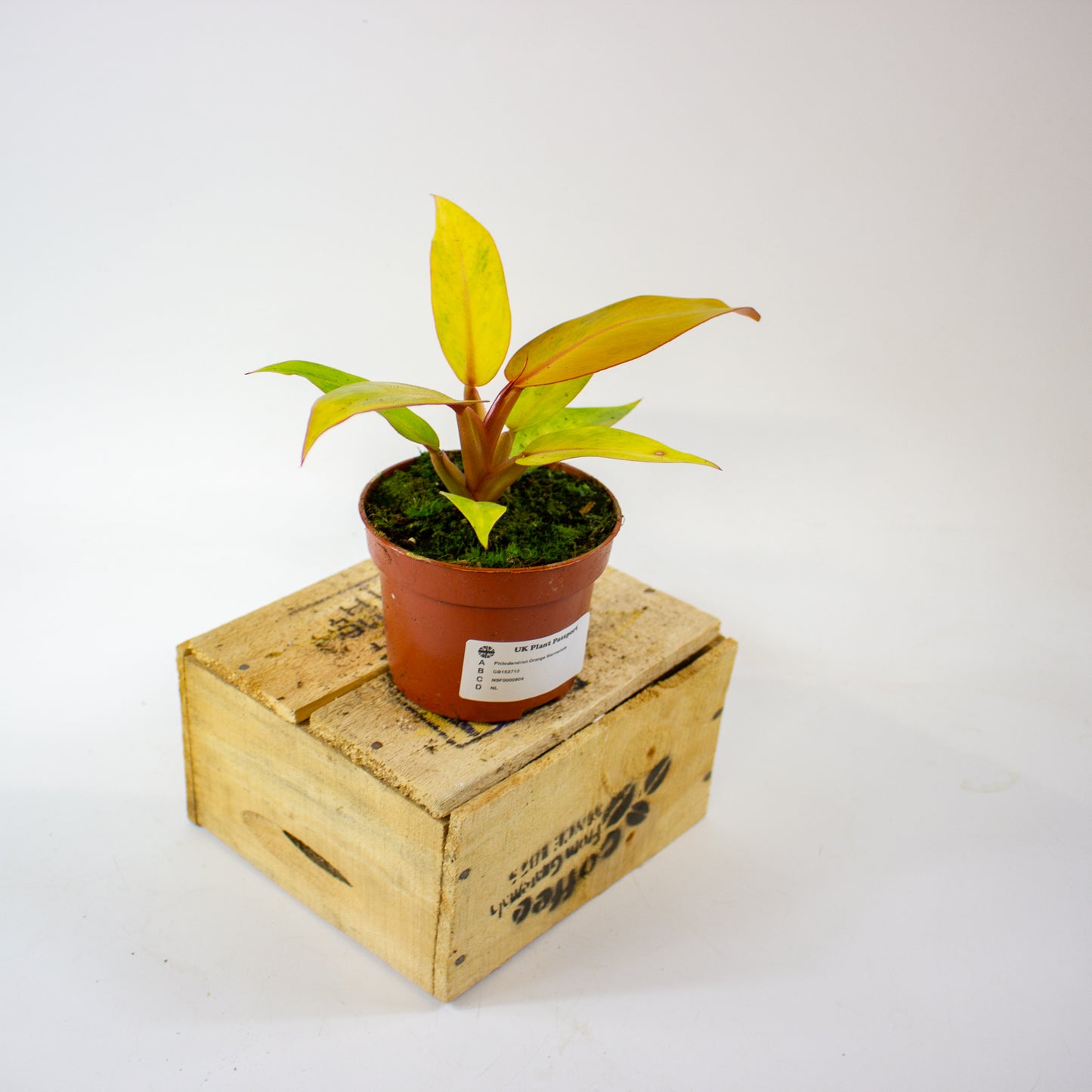 Philodendron 'Orange Marmalade' 7