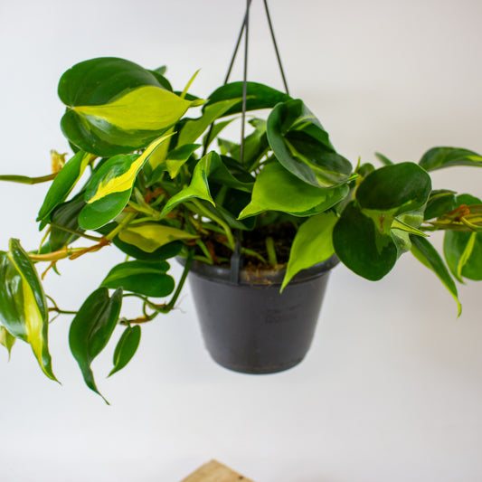 Philodendron hederaceum 'Brasil' 1