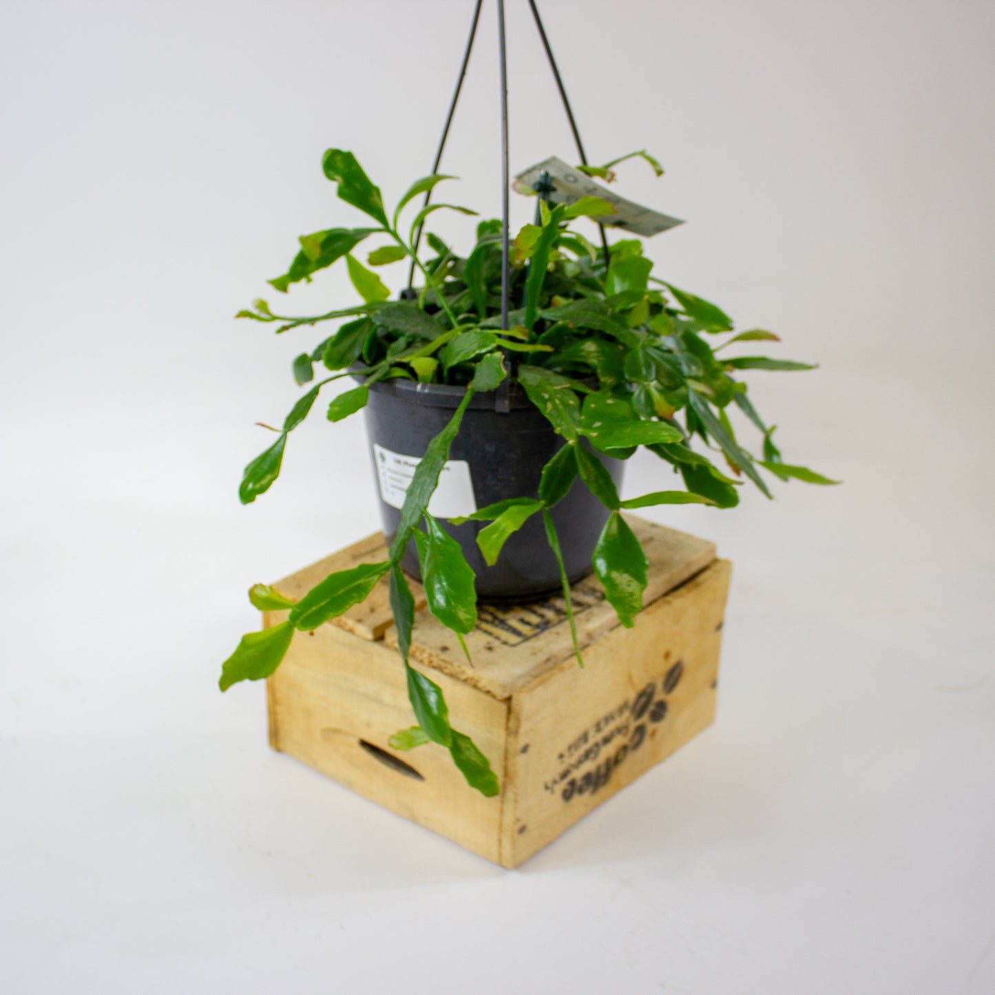 Rhipsalis crispata 15cm H40cm