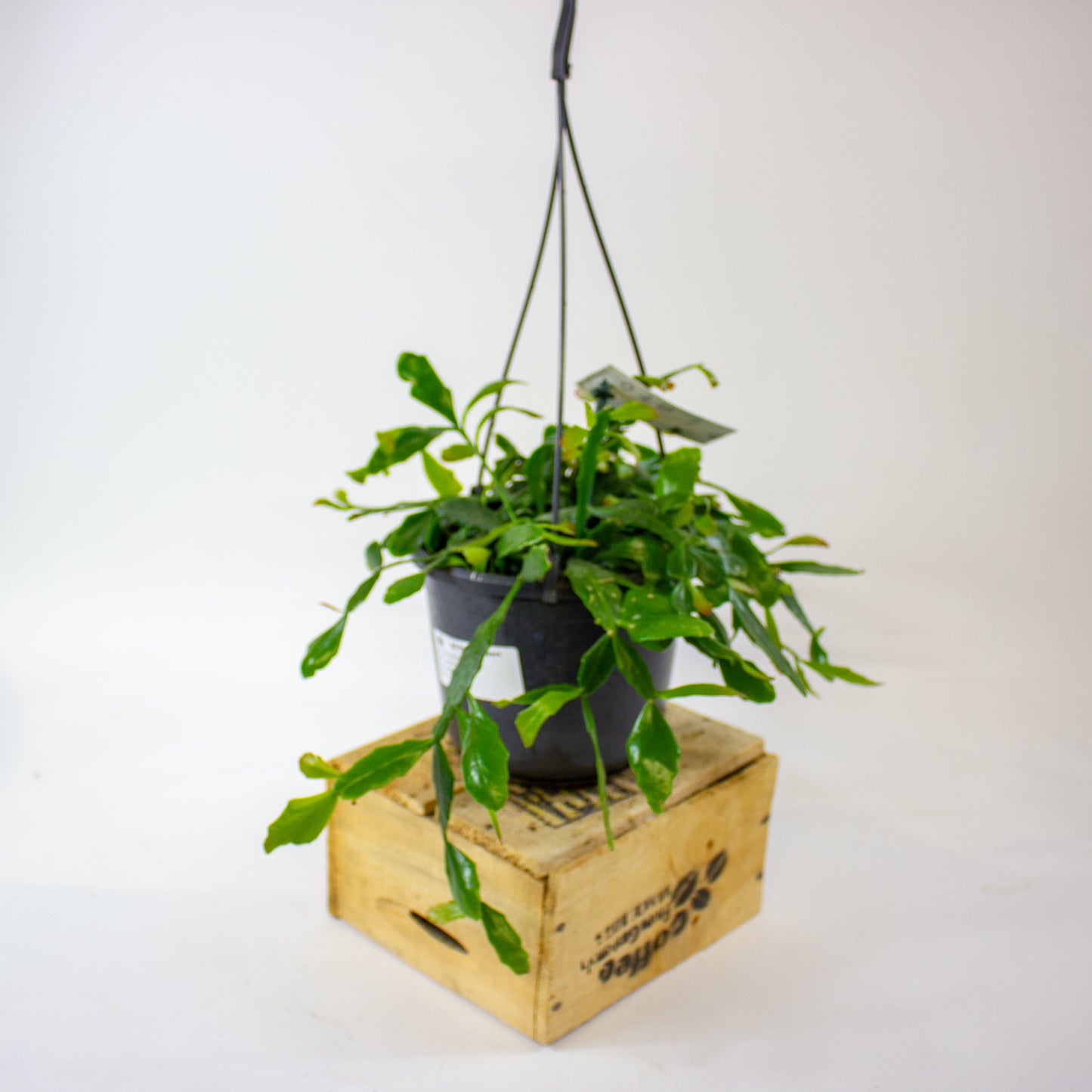 Rhipsalis crispata 15cm H40cm