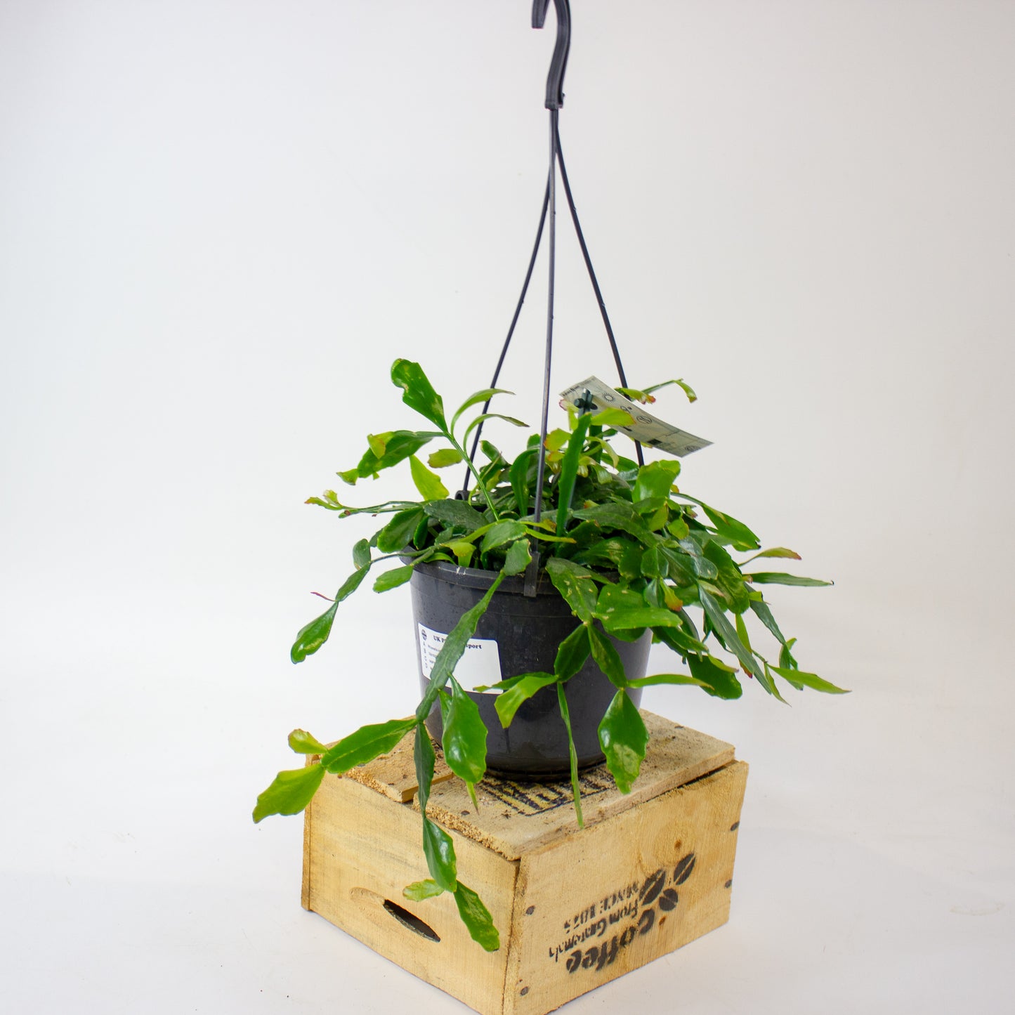 Rhipsalis crispata 15cm H40cm