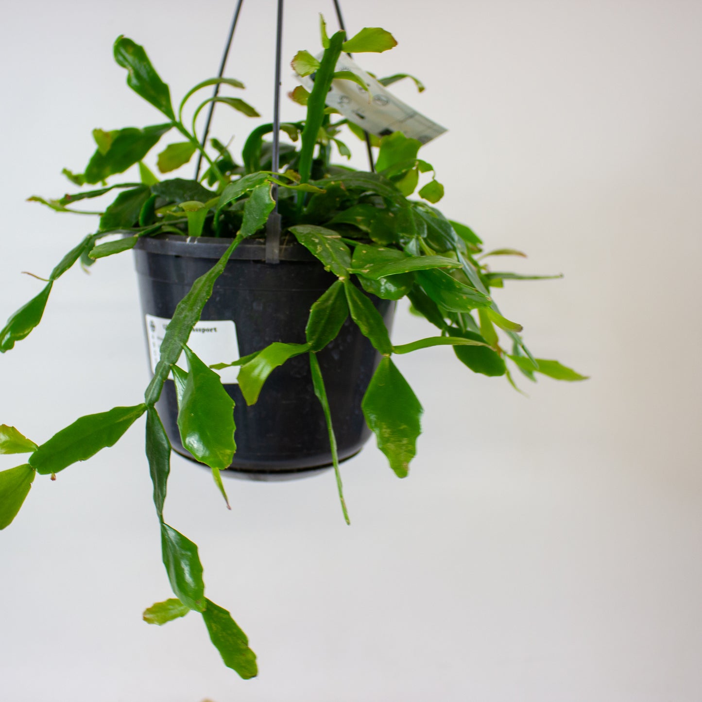 Rhipsalis crispata 15cm H40cm