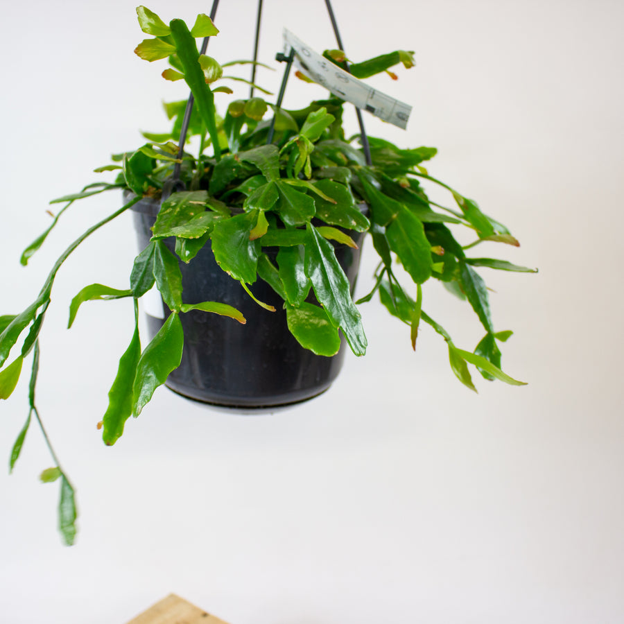 Rhipsalis crispata