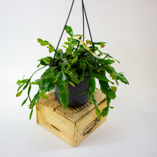 Rhipsalis crispata 15cm H40cm