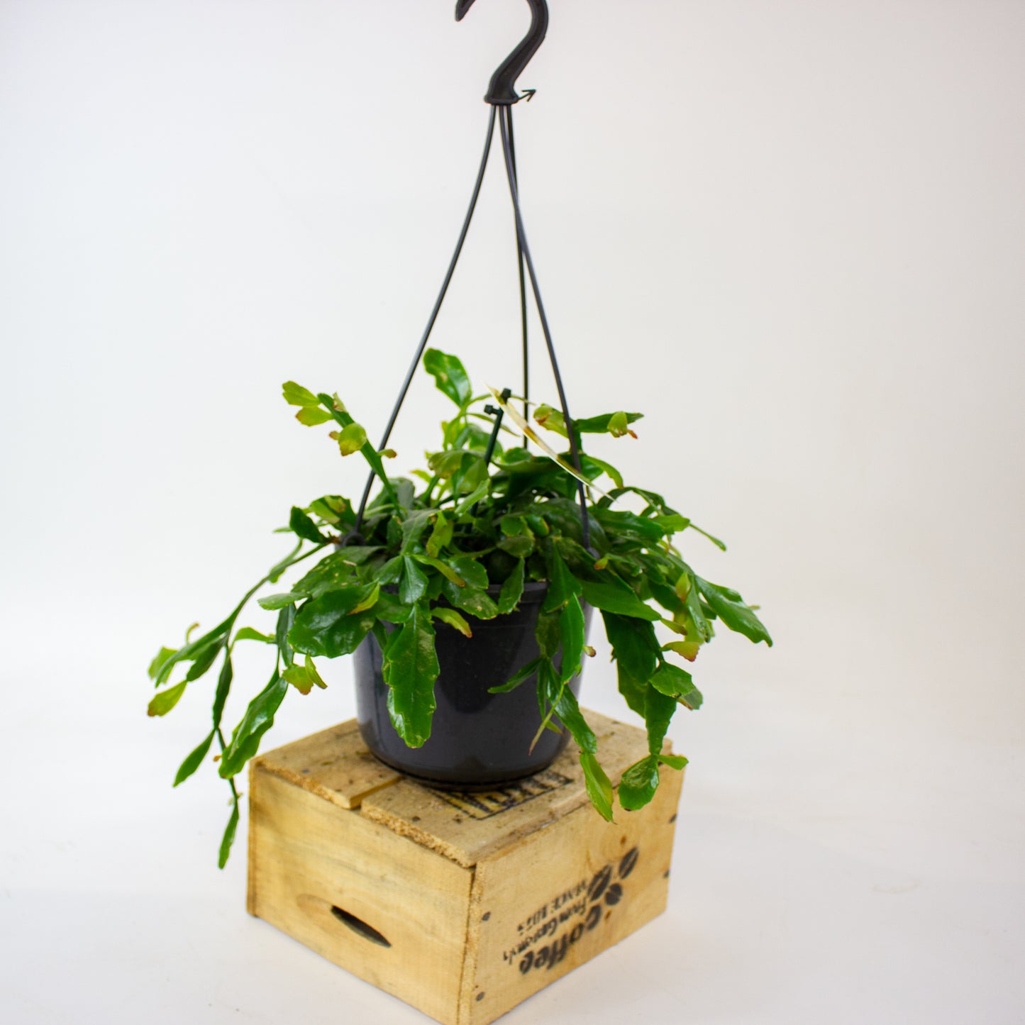 Rhipsalis crispata 15cm H40cm
