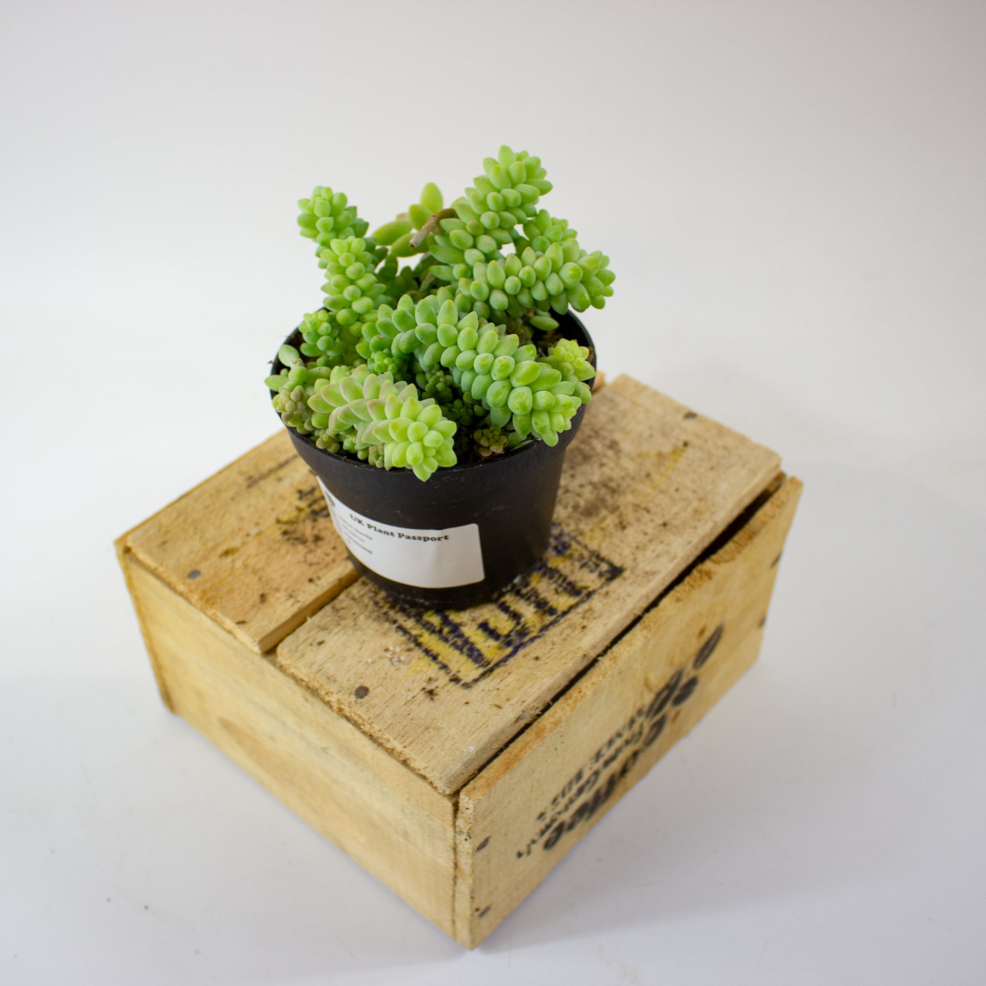 sedum_burrito_02