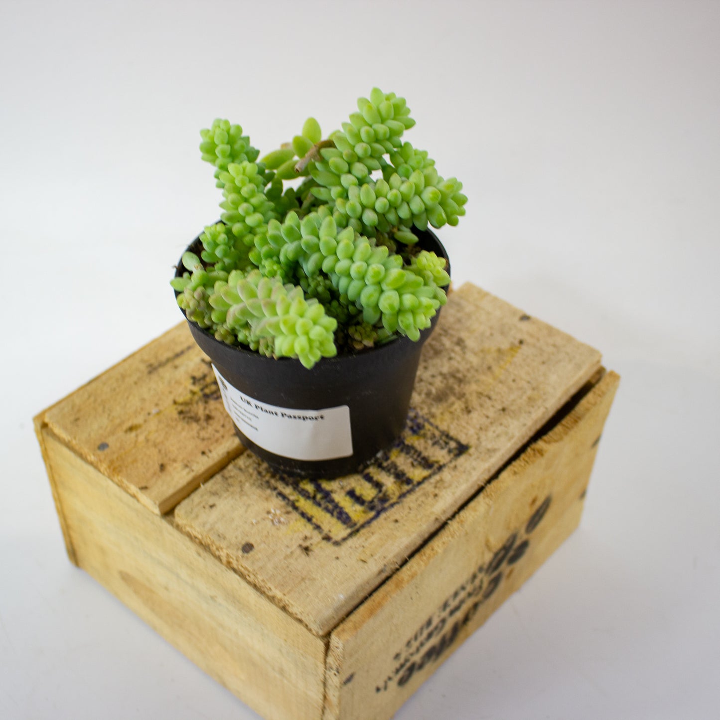 sedum_burrito_03