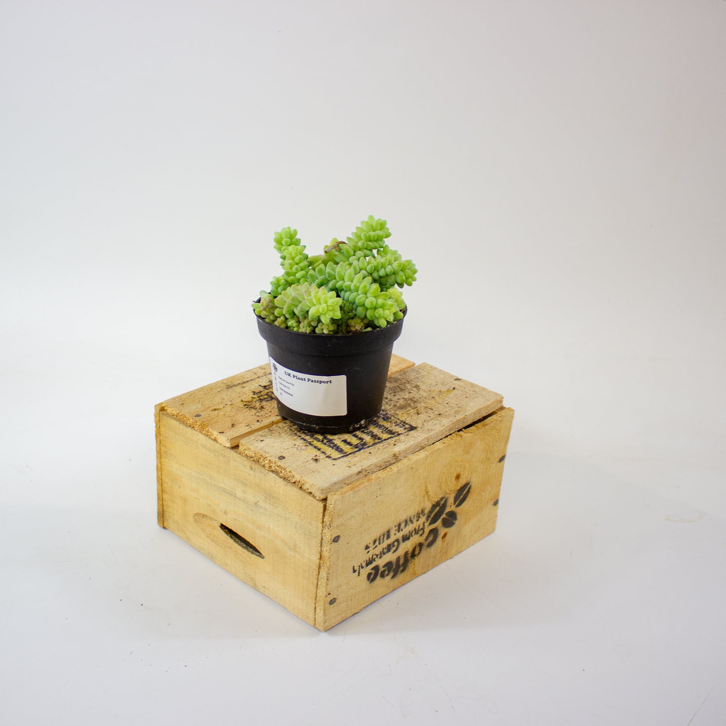 sedum_burrito_04