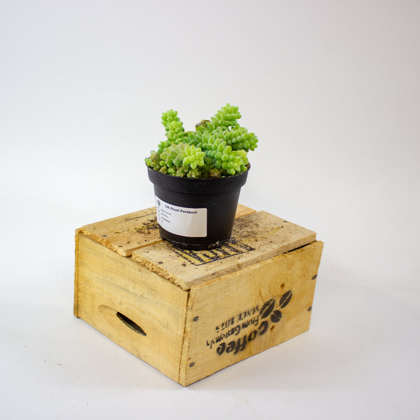 sedum_burrito_05