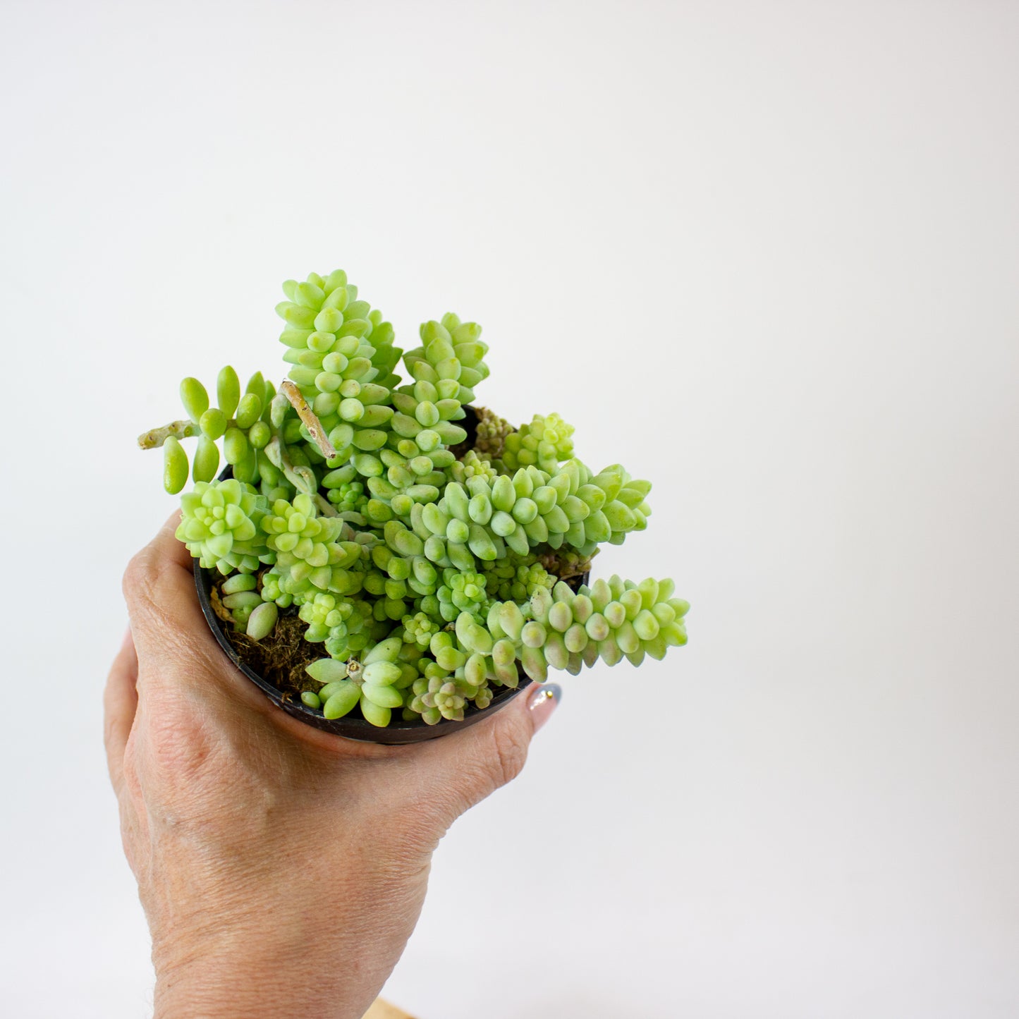 sedum_burrito_01