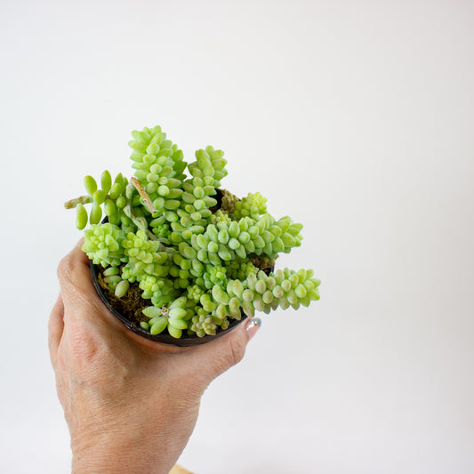 sedum_burrito_01
