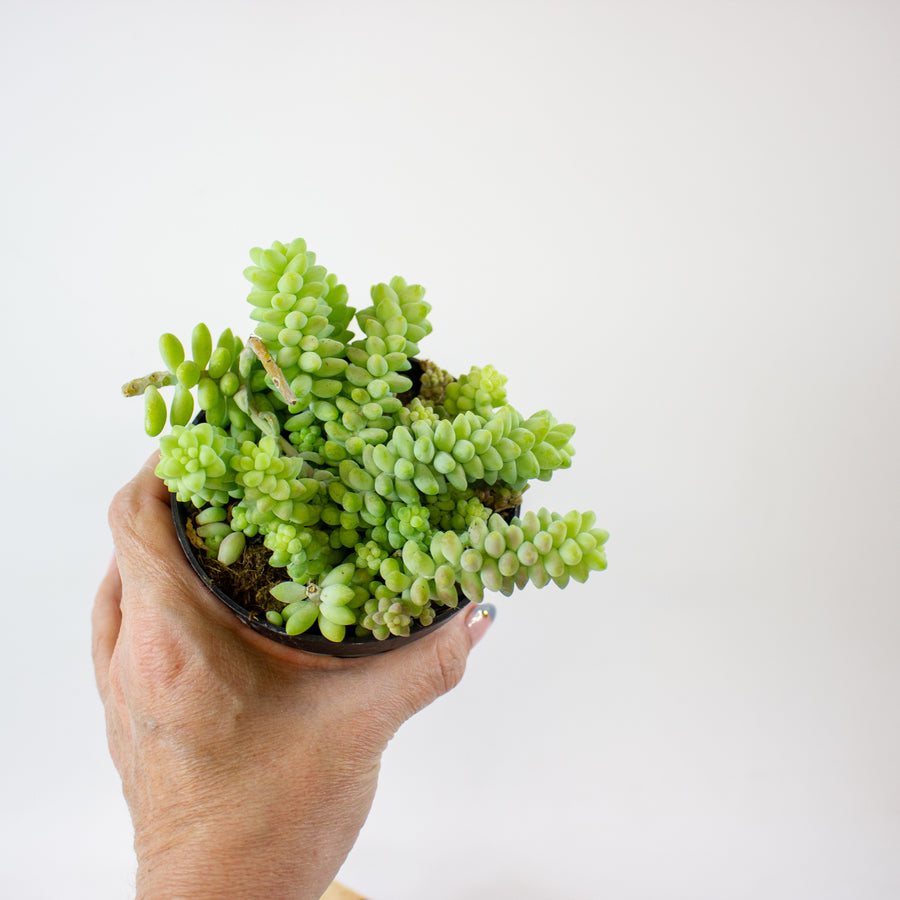 Sedum morganianum 'Burrito'