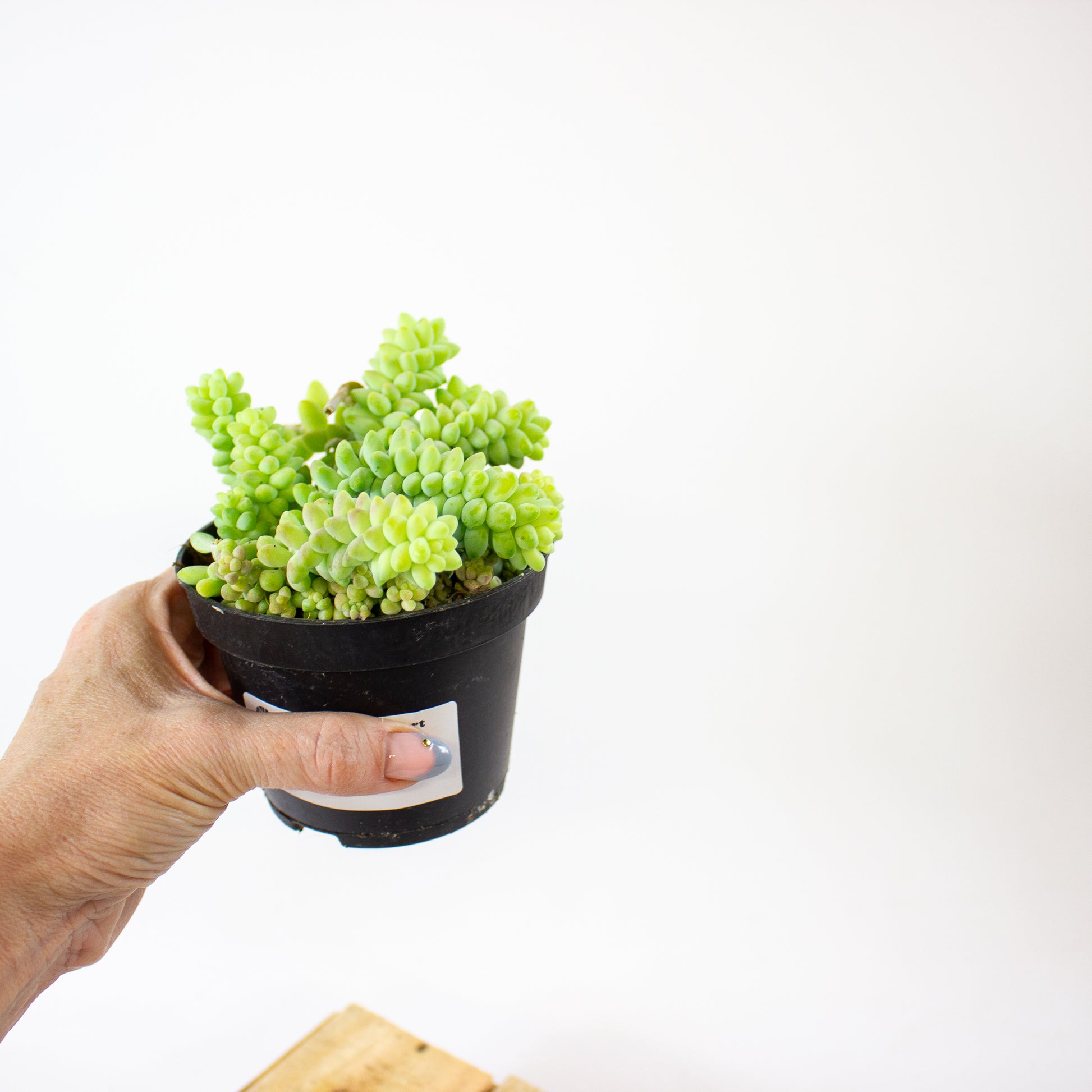 sedum_burrito_06