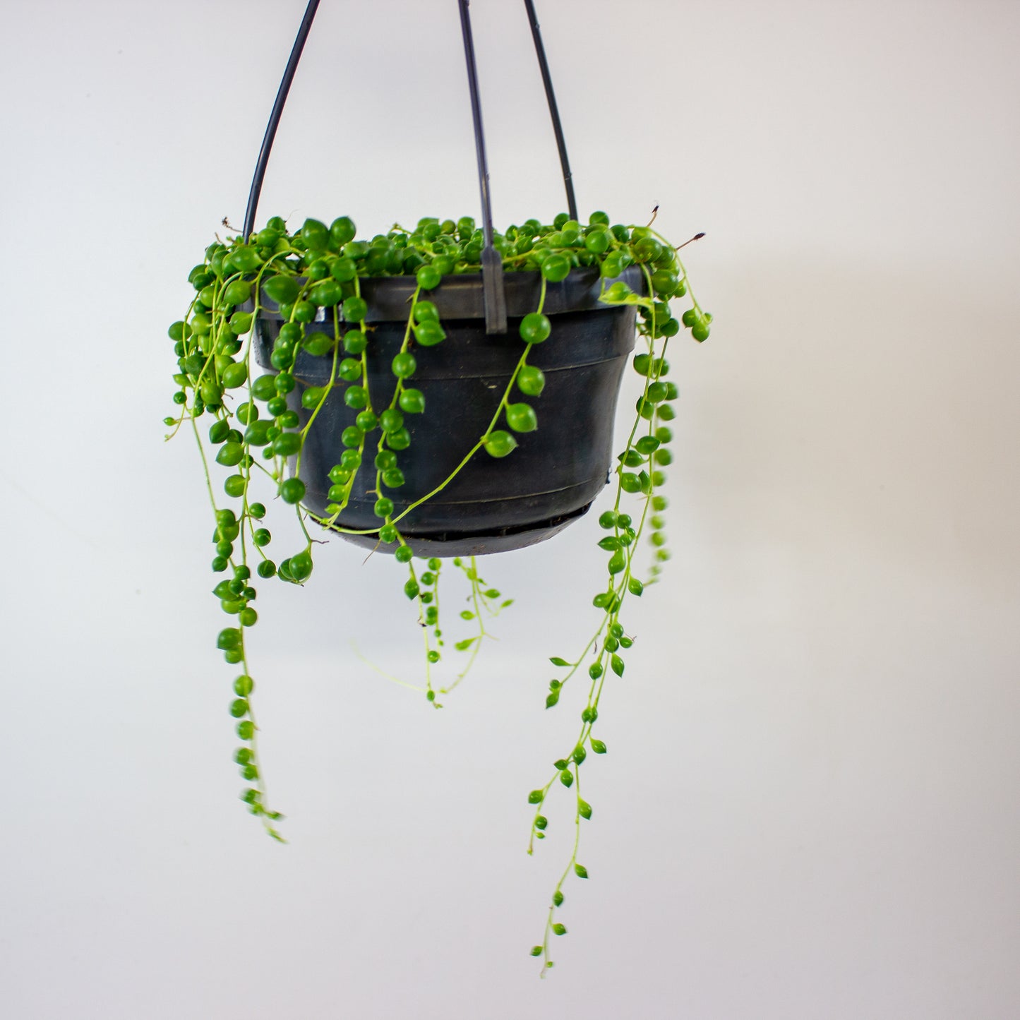 Senecio rowleyanus 14cm H20cm