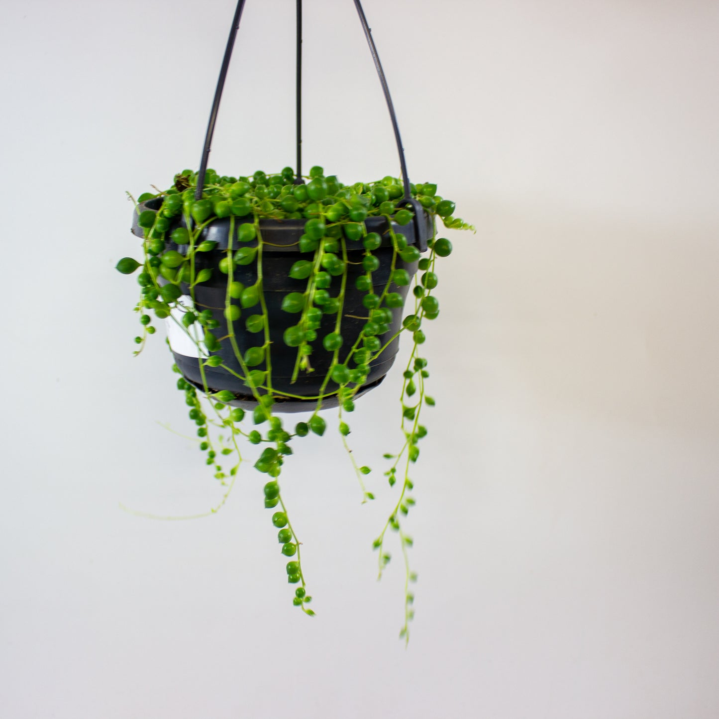 Senecio rowleyanus 14cm H20cm