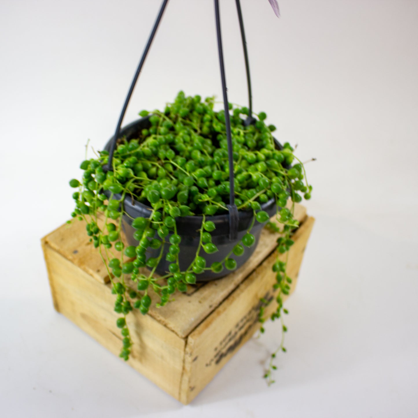 Senecio rowleyanus 14cm H20cm